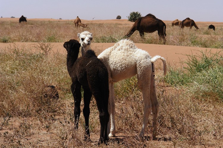 Kamelenjongen - Marokko